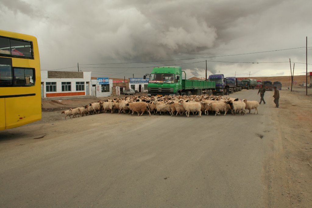 19-Crossing sheep.jpg - Crossing sheep
